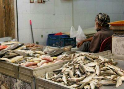راه اندازی مراکز عرضه ماهی باقیمت مناسب در سطح شهر بندرعباس