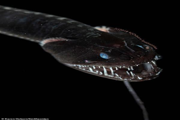 عجیب ترین و تکامل یافته ترین ماهی جهان (تصاویر)