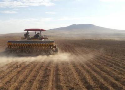 3 هزار هکتار از اراضی کشاورزی سیستان وبلوچستان به زیر کشت گندم رفت